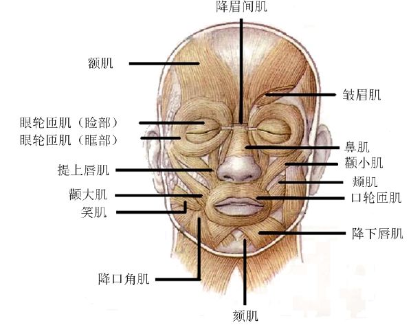 人类的面部是由44块肌肉组成的,血管和神经缠绕着软骨和骨骼,光滑绷紧