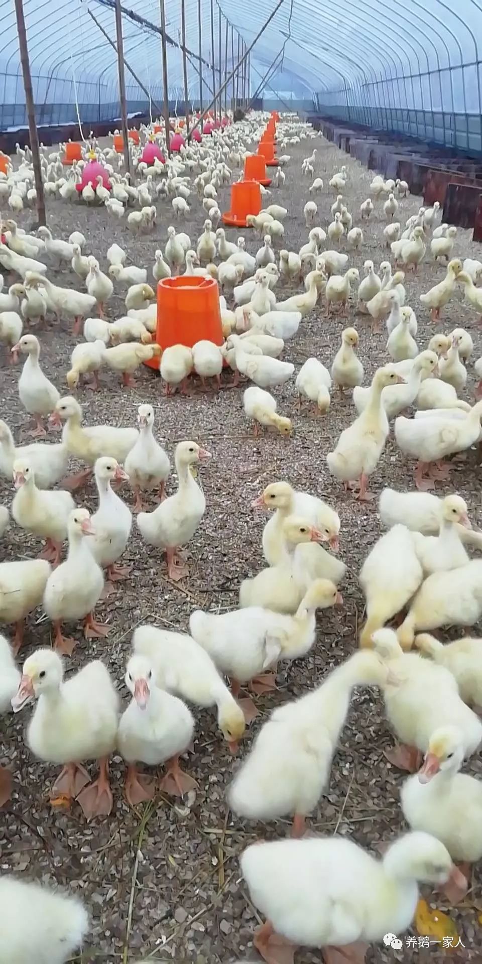 這樣養殖雞鴨鵝沒有氨氣味道