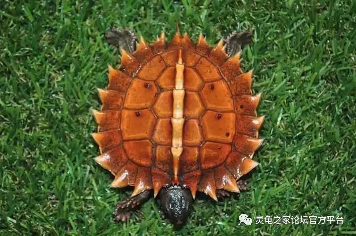 刺山龟也被称为太阳龟(还有刺东方龟或者东方多棘龟等不同的叫法)