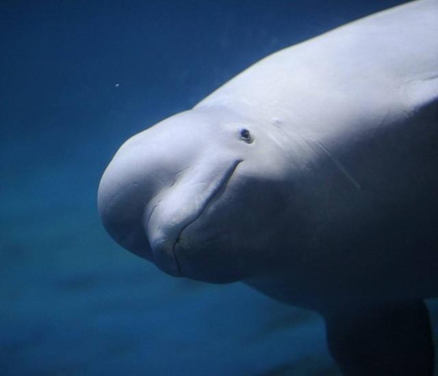 网友带自家萌娃去水族馆看白鲸突然萌娃踉跄摔掉白鲸表情亮了