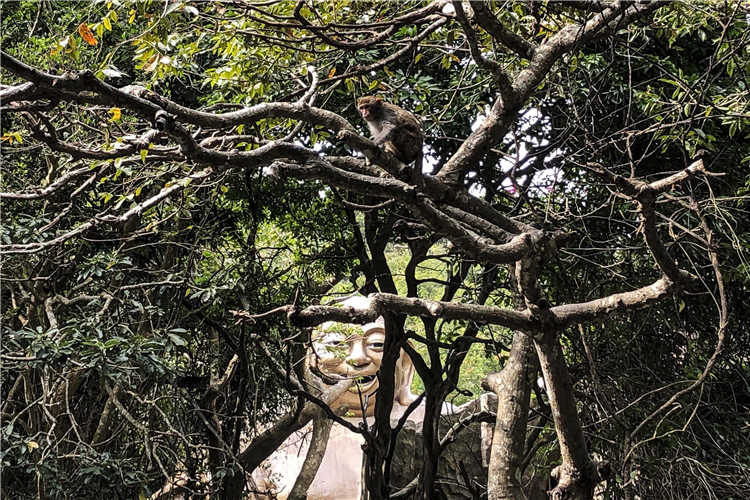 海南「猴島」上有個「禁閉室」，專關「犯罪」猴子 旅行 第6張