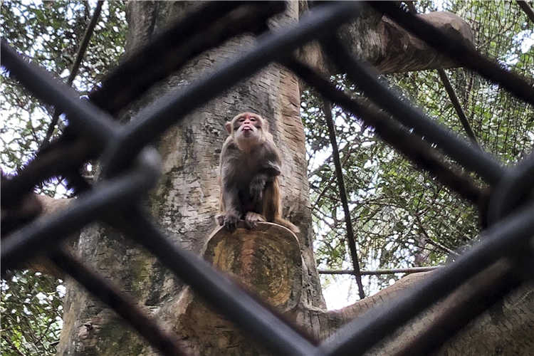 海南「猴島」上有個「禁閉室」，專關「犯罪」猴子 旅行 第5張