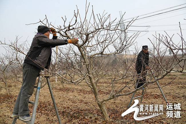 入冬以来,闻喜县郭家庄镇技术人员和果农对全镇山楂,甜柿,枣树,苹果等