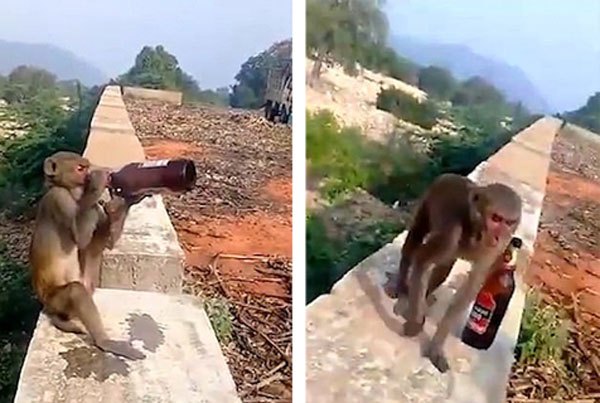 笑噴！印度一猴子搶遊客啤酒上牆獨自暢飲 國際 第1張