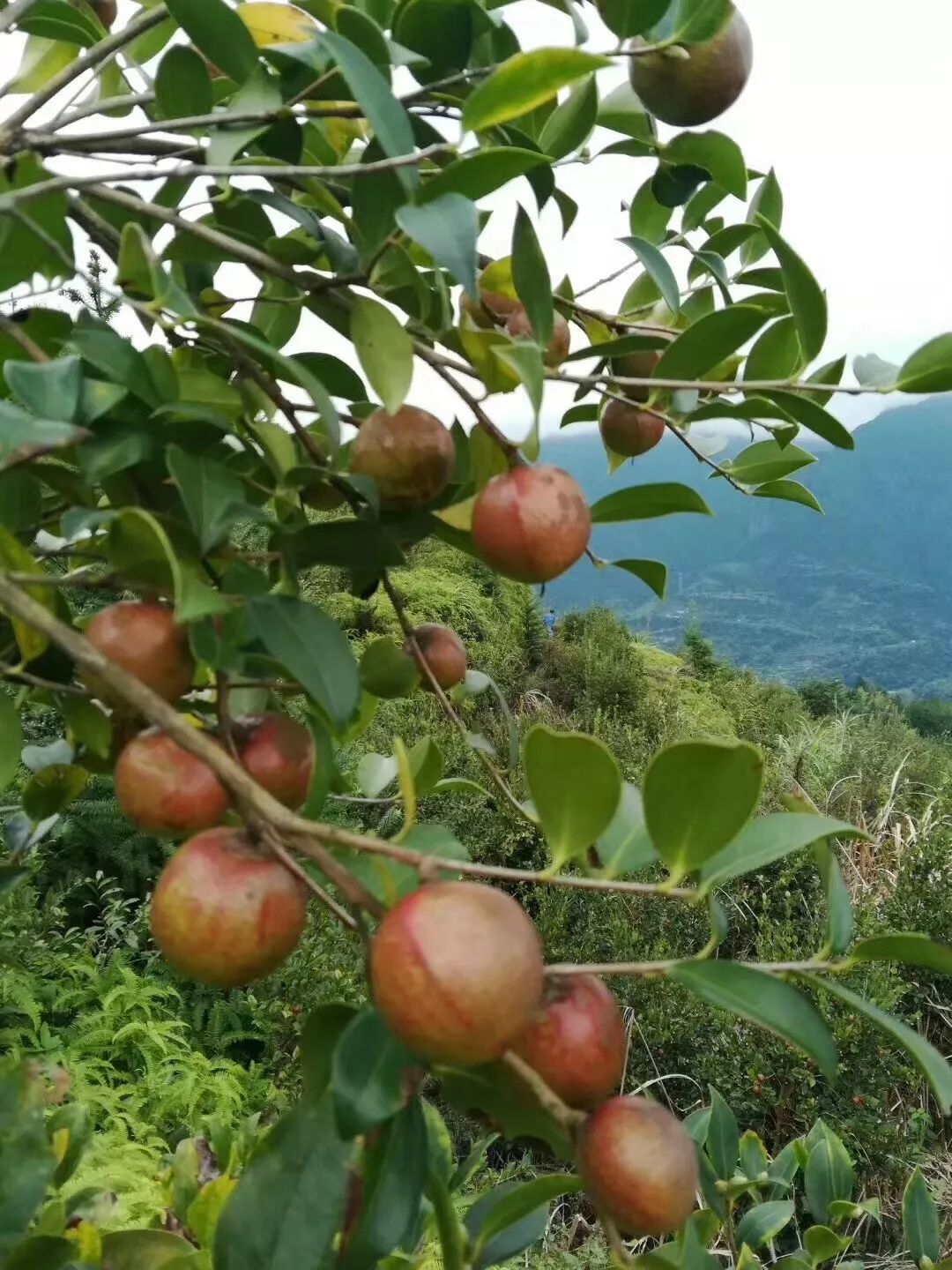 急青田茶农有2000多斤山茶油待售快过年了你能帮她一把吗