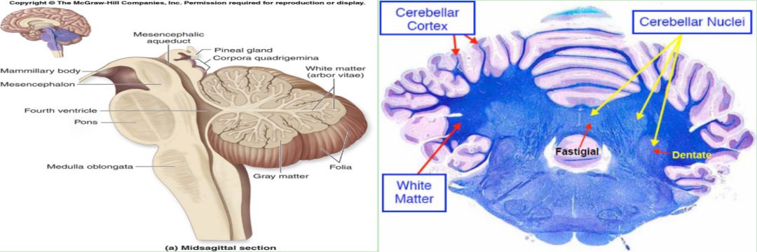 课程听译 小脑的解剖(cerebelum anatomy)_纤维