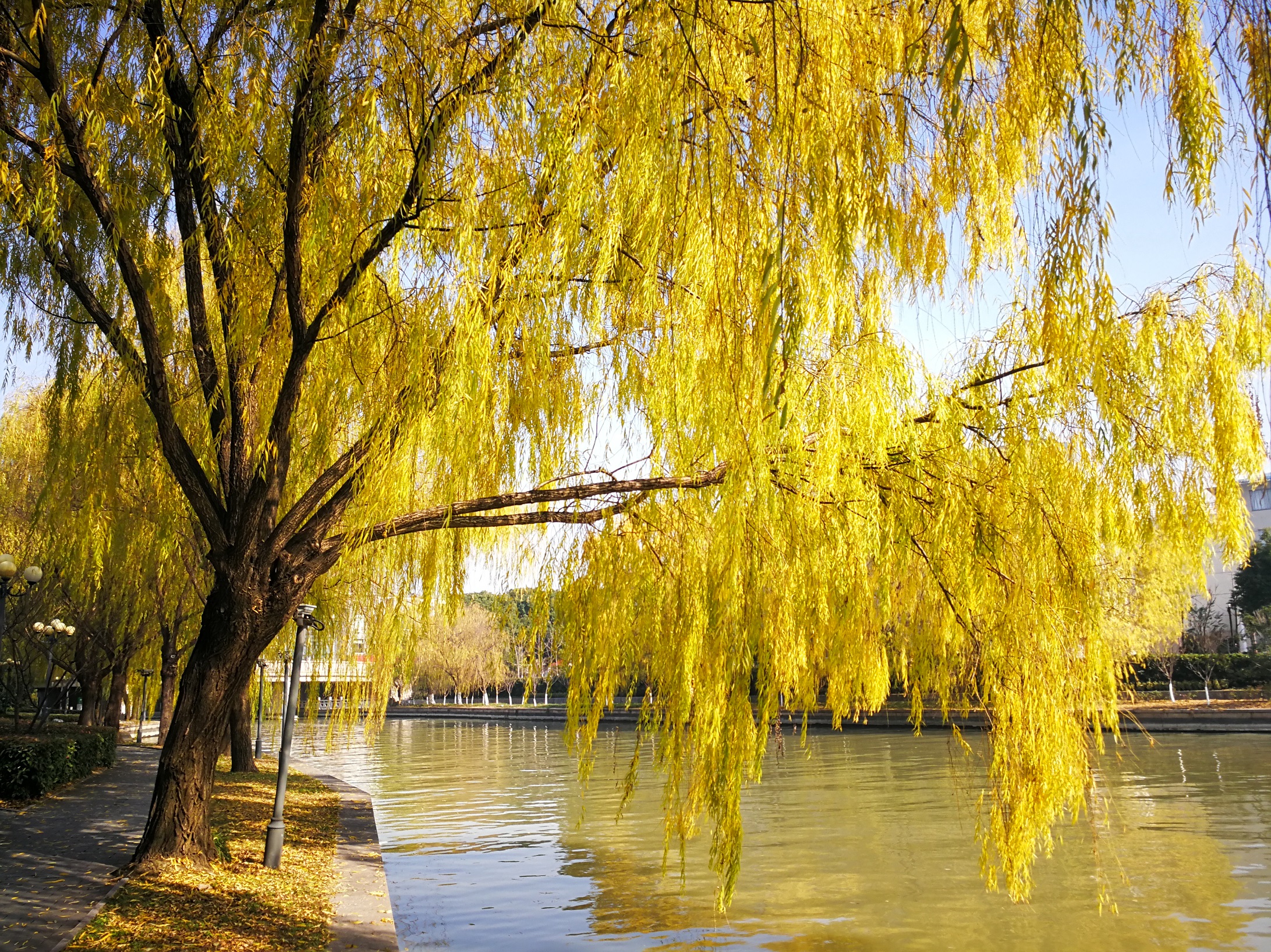 西湖秋天的柳树图片图片