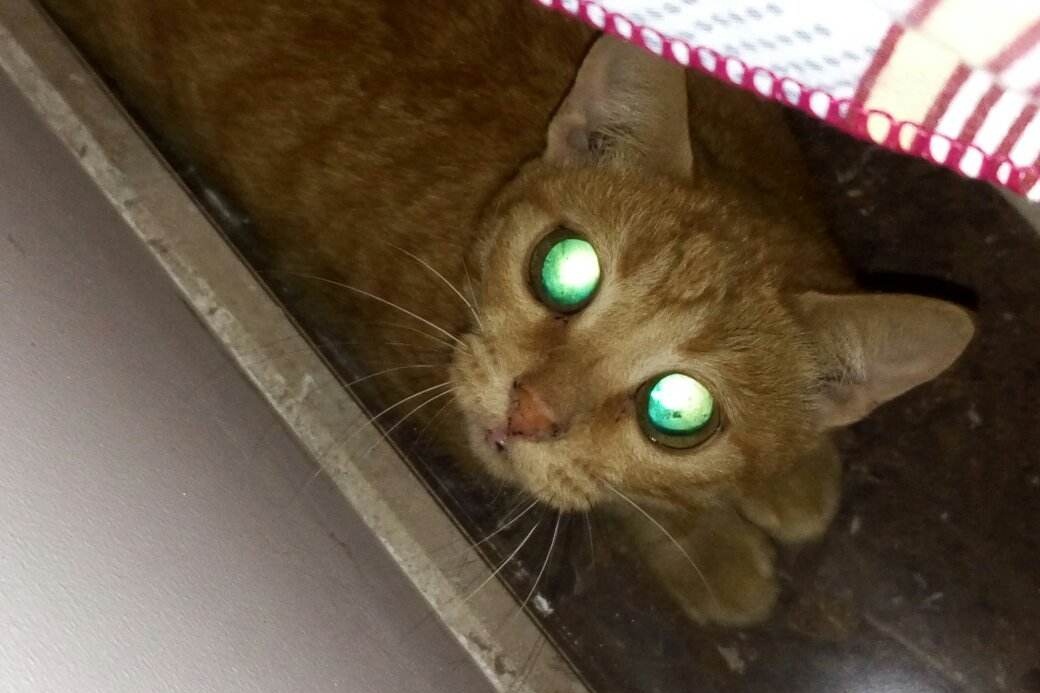 猫咪的眼睛夜里为啥会发光它们真的能看到人看不到的东西吗