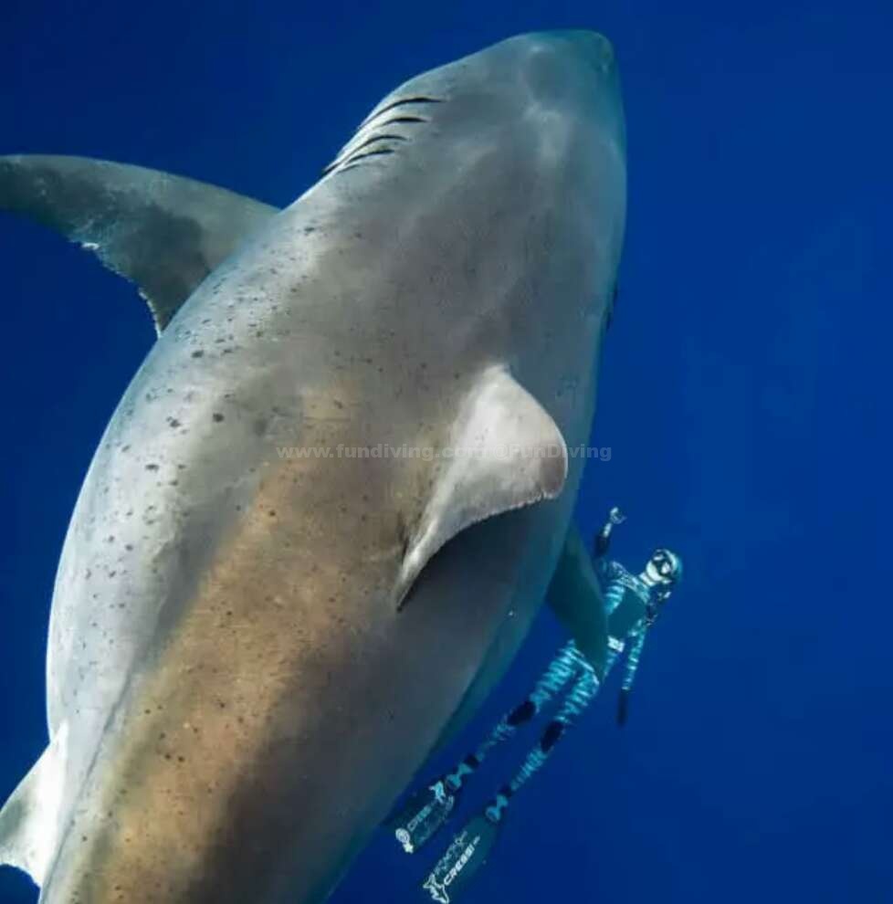 夏威夷拍到世界上最大的大白鲨深蓝