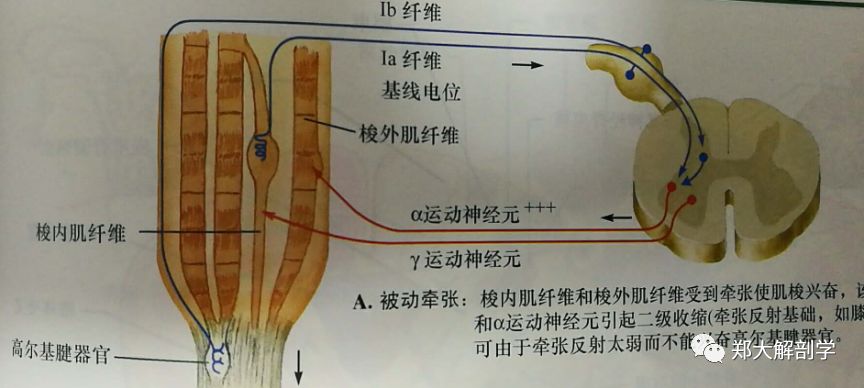 【视频】肌肉感受器