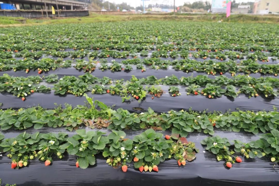 水家湖草莓基地图片