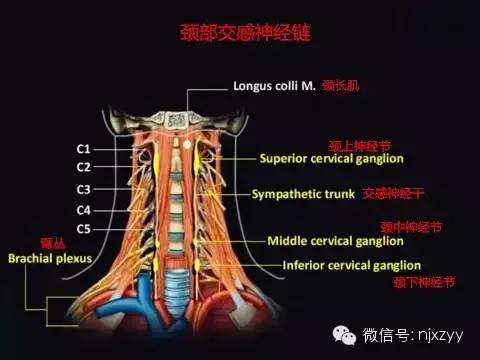 颈交感神经节位置图解图片