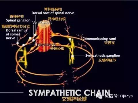 星状神经节作用图片