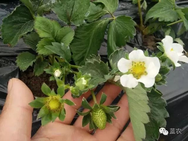 草莓花期需增施磷鉀!缺磷少鉀成形的果實也品質不好