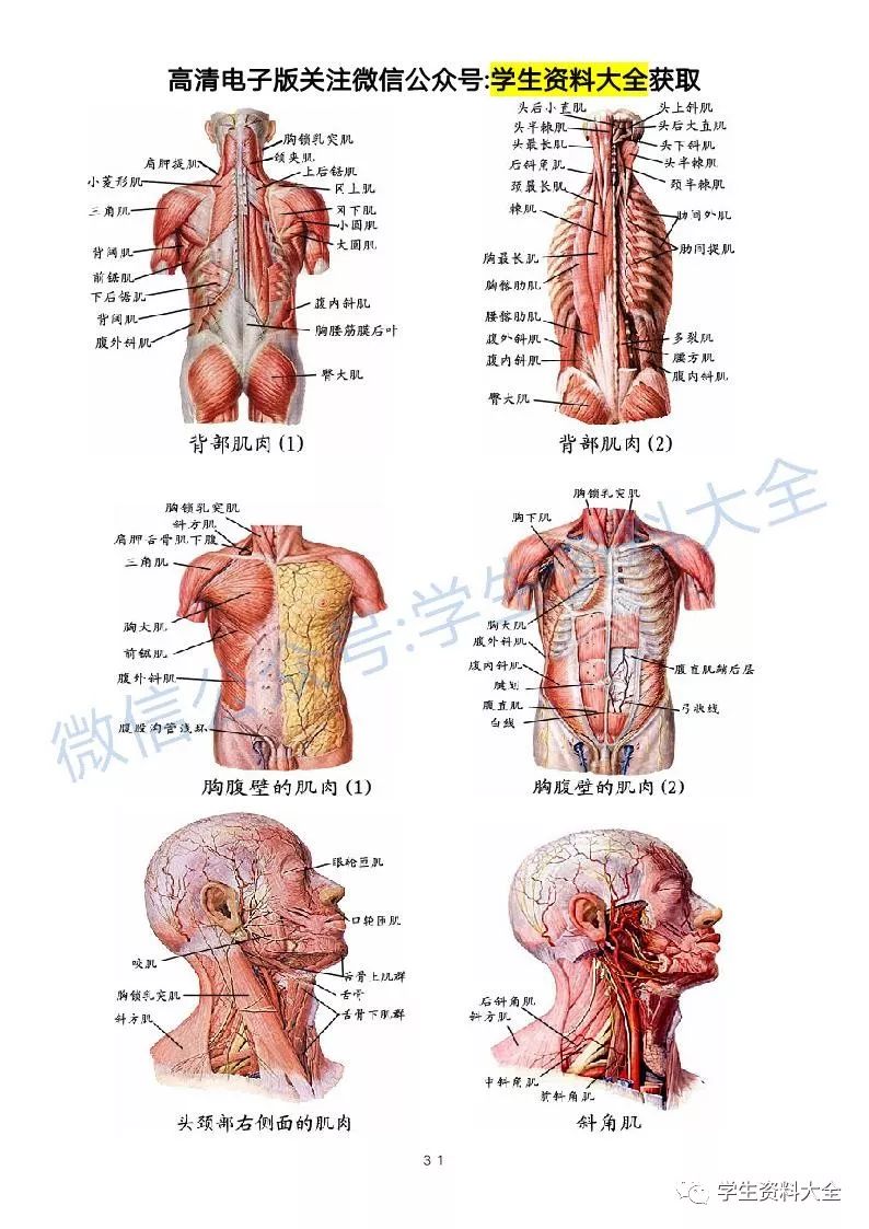 解剖学高清图谱医学生必备