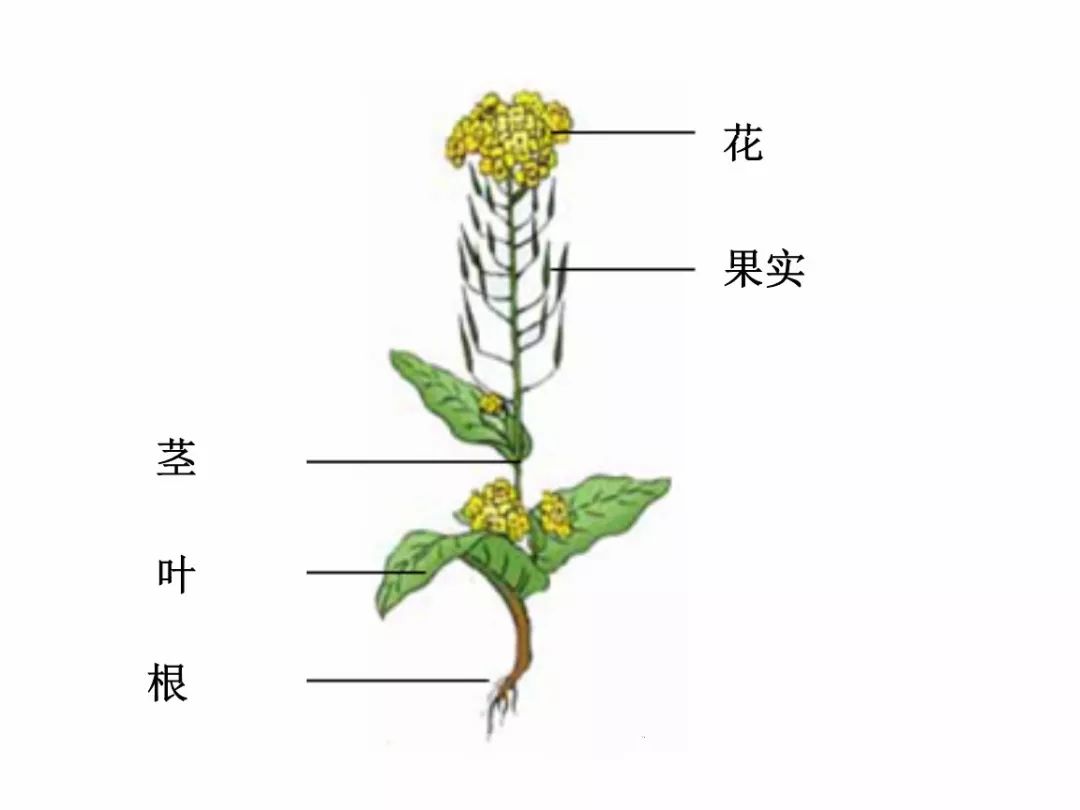 白菜种子的结构示意图图片