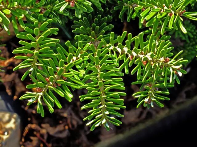 科名:松科花語:長壽葉色:綠原產地:北半球關於他的鬆鬆有針狀葉簇,結