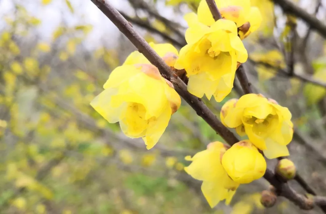 凤凰沟梅花节图片