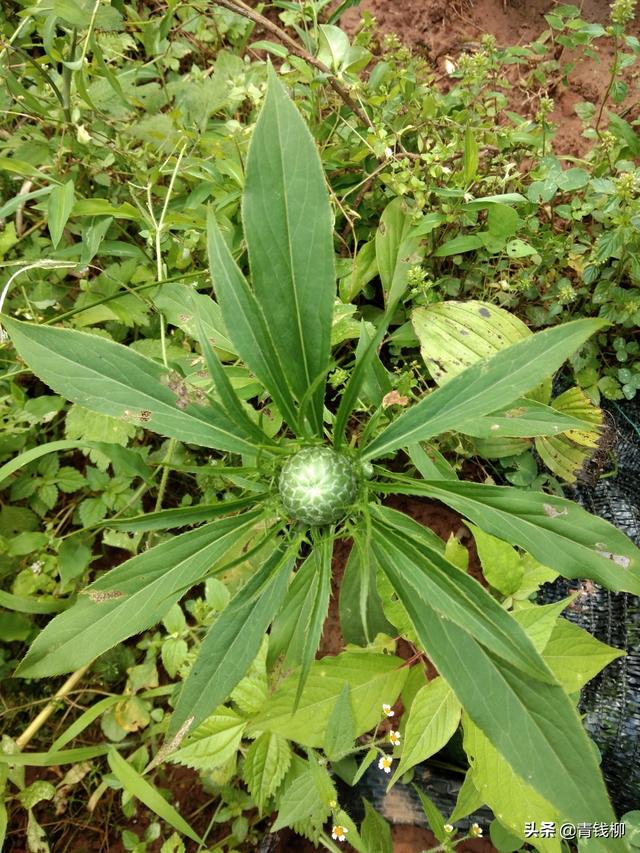 浙西南山區白朮種植優勢分析及規範栽培技術