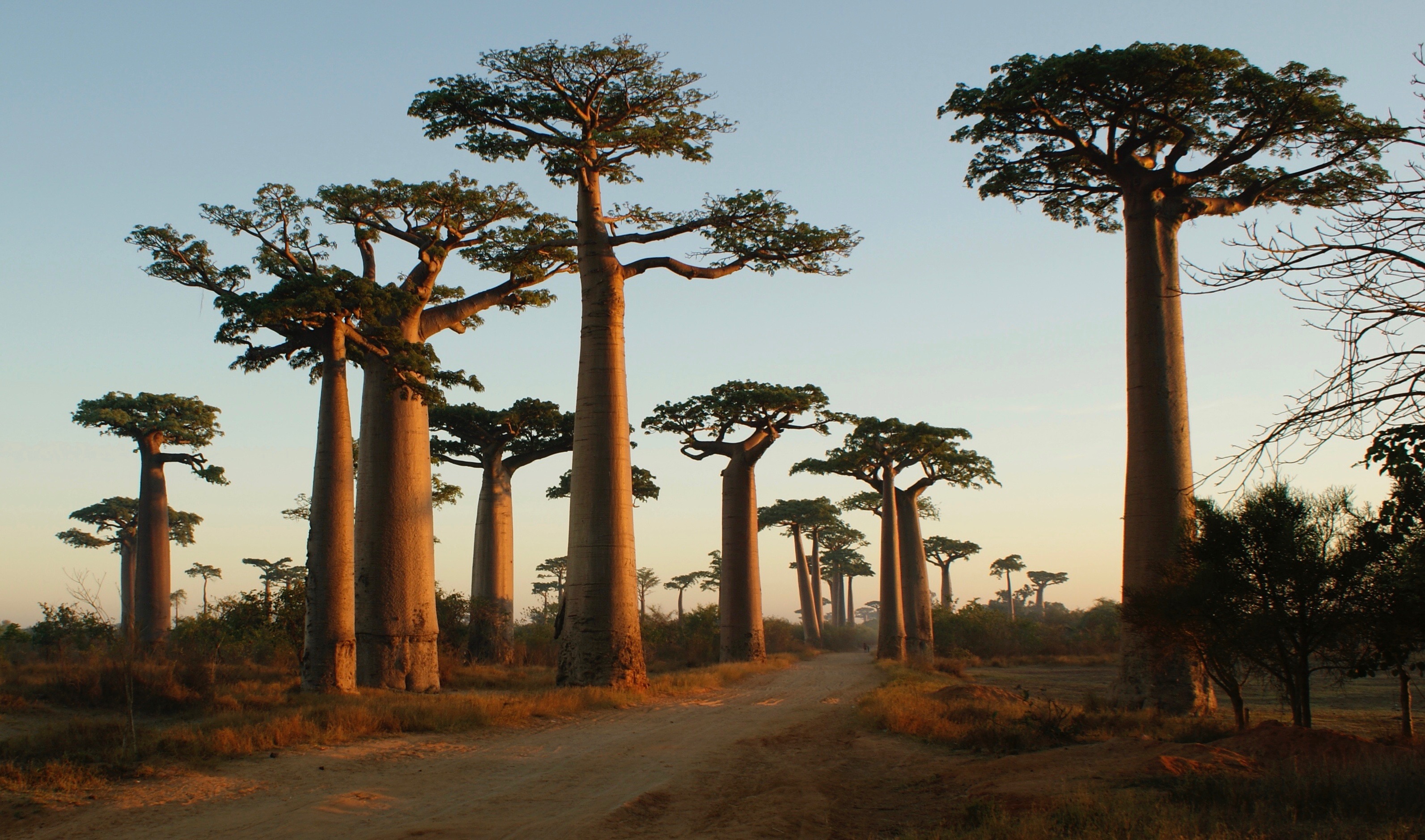 马达加斯加猴面包树大道,一生必去一次的地方