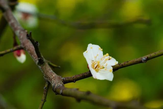 凤凰沟梅花节图片