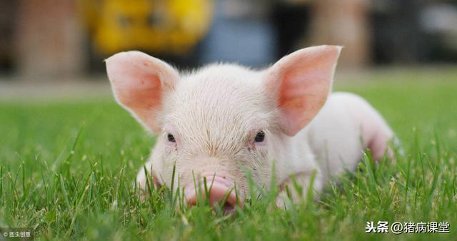 豬對飼料消化和營養吸收特點