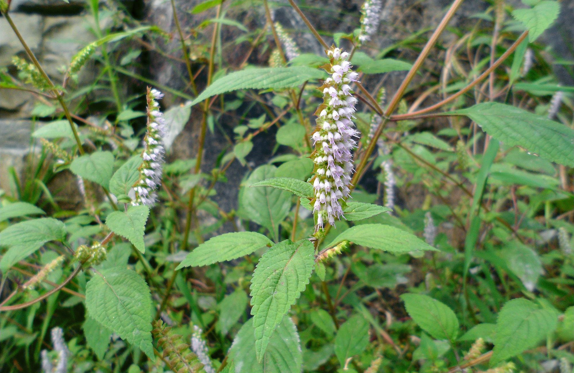 农村一种香草,花形似鞋刷,嚼2片叶子可除口臭,如今成上佳野菜