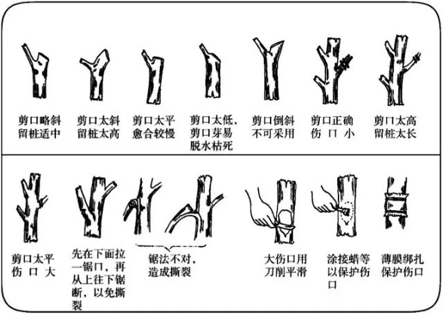 桔子树怎么修剪图片