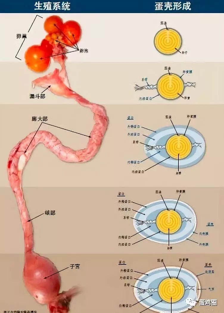 破蛋,软蛋多是咋回事?