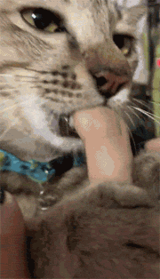 这只猫抓着主人的手指一直吸,又不能吸出啥,但是它的表情好