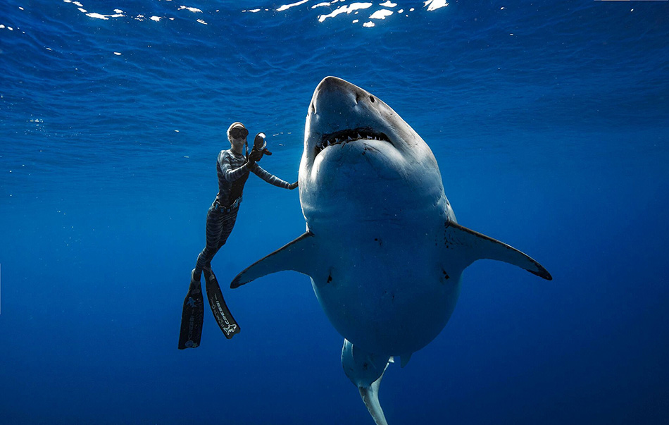早安·世界｜全球最大白鯊「深藍」現身夏威夷，身長達6米 未分類 第1張