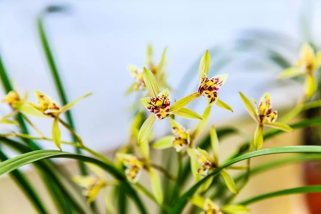 大寒代表植物图片