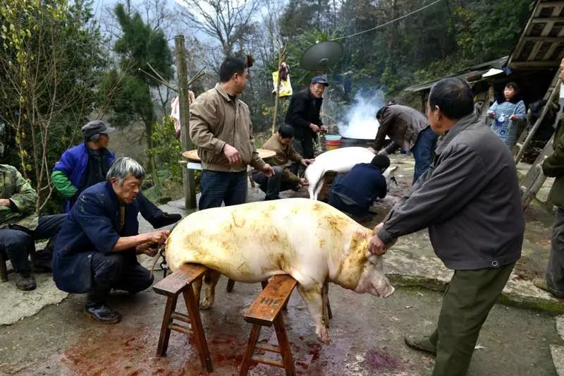 緊急通知黃金埠農村殺年豬啦在外打工的你趕緊回家幫忙