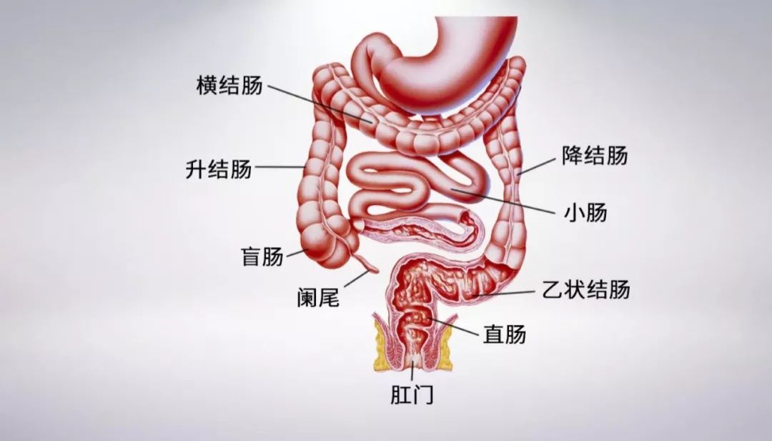 肠道结构图 分布图图片