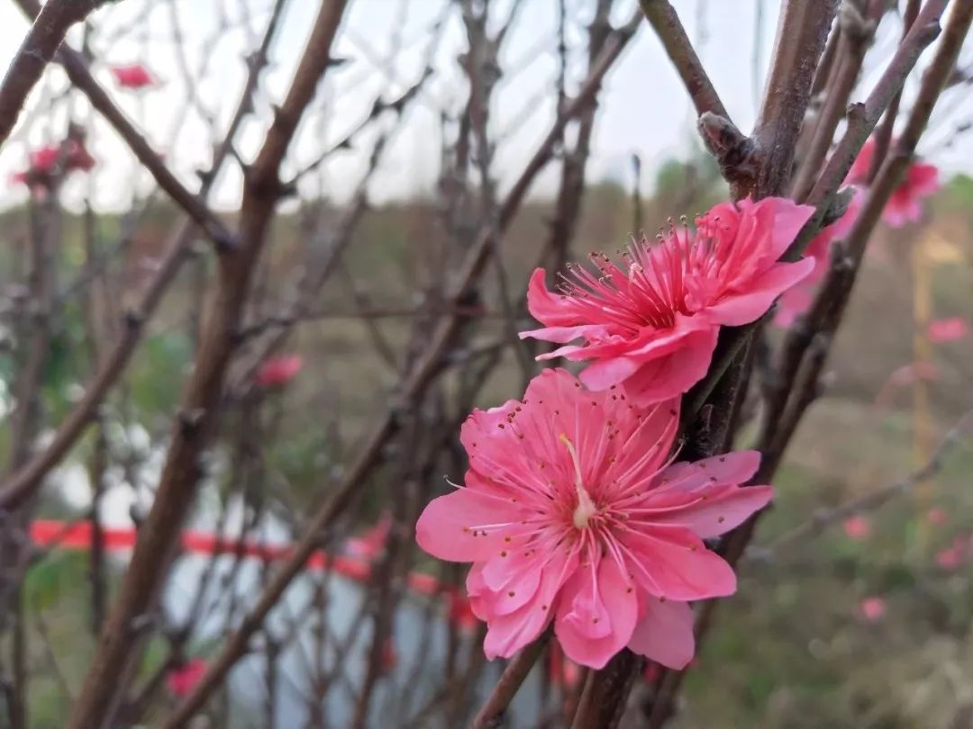 私藏推介中山新桃花源