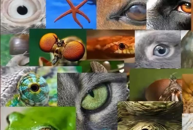 各种动物眼中的世界图片