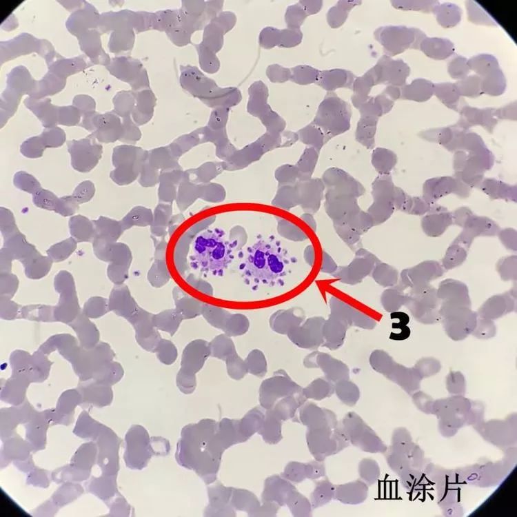 基础细胞教学