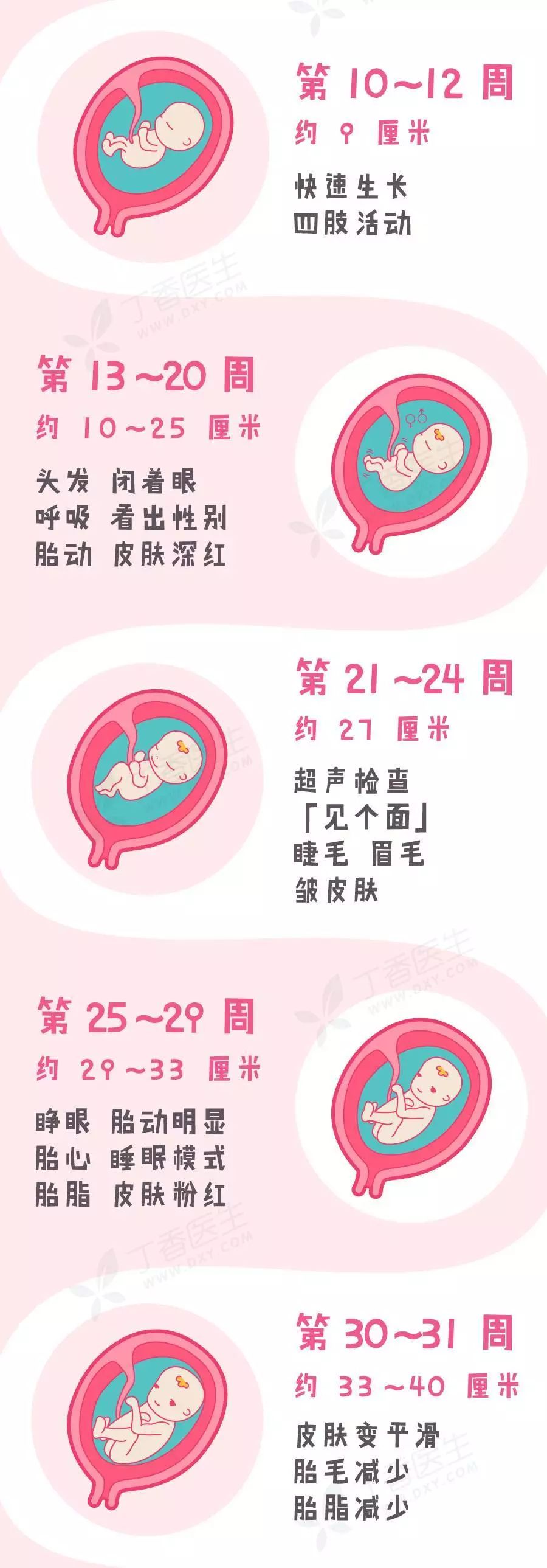 好神奇,一张图看宝宝在肚子里的成长过程