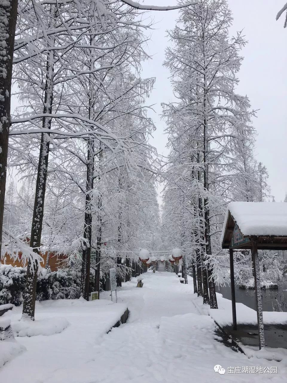 今日大寒,与您相约杉林雪景