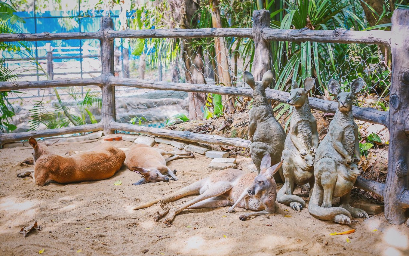 三亚宋城彩色动物园，萌动物教会我们尊重自然