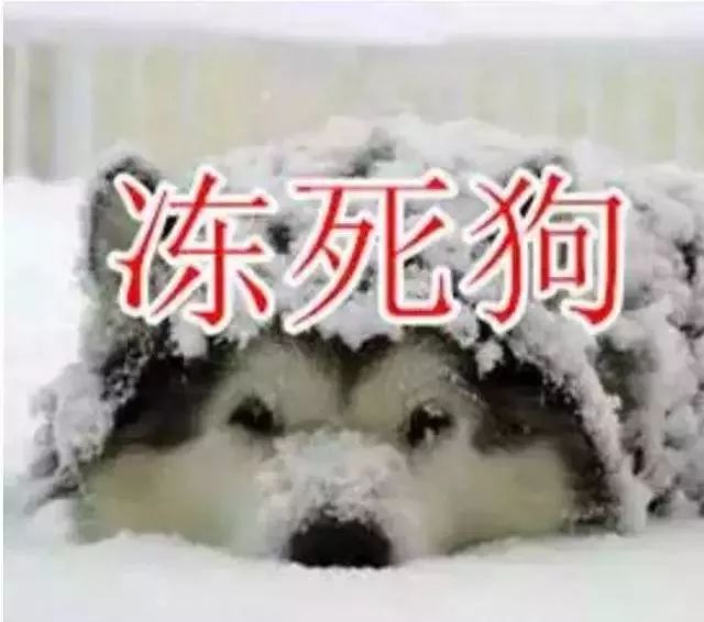 冻死狗表情包图片