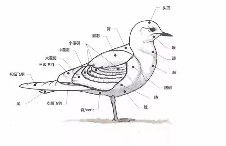 鸟的结构图及介绍图片