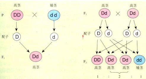 秃顶基因的遗传图解图片