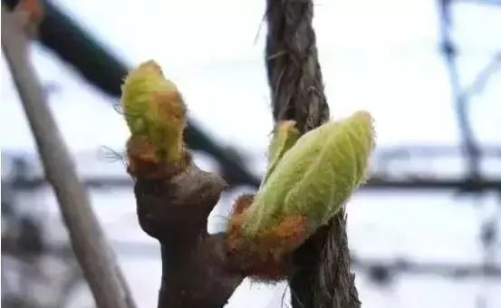 冬季獼猴桃管理要點:一定要注意留芽數量和修剪長度!