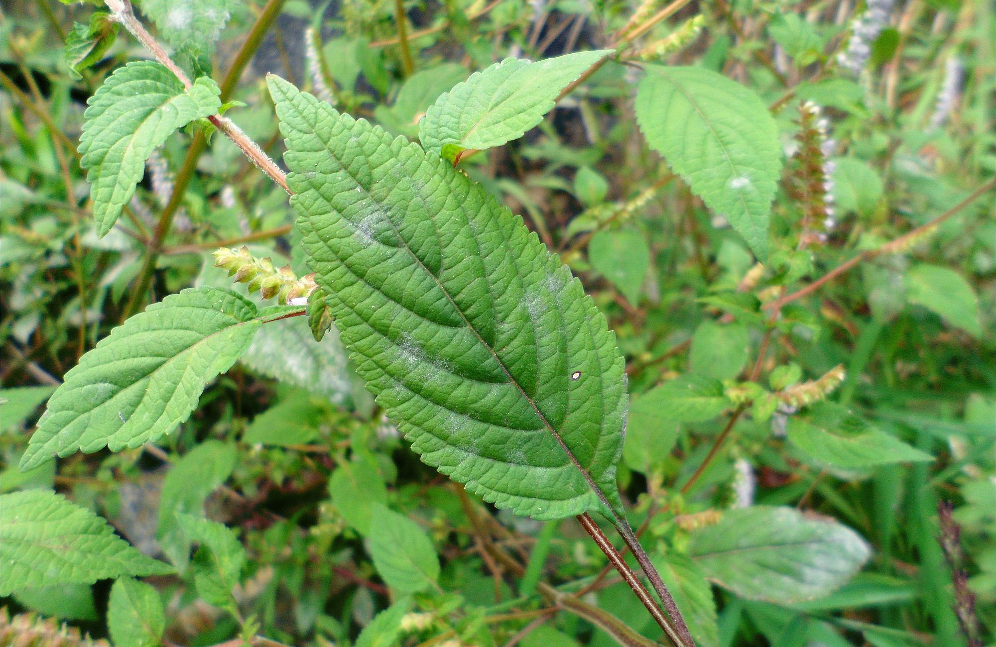 农村一种香草,花形似鞋刷,嚼2片叶子可除口臭,如今成上佳野菜