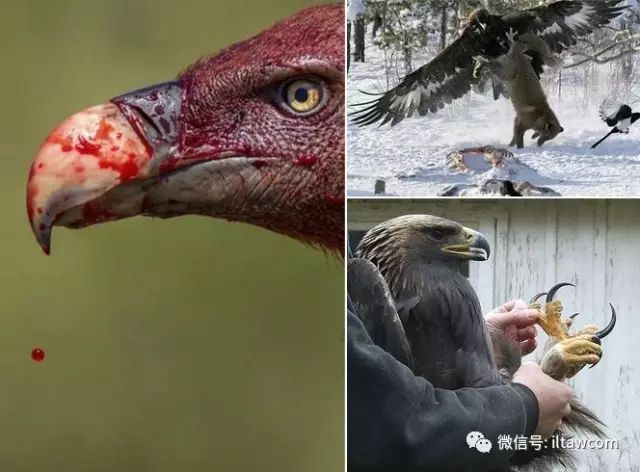 秃鹫吃人全过程图片