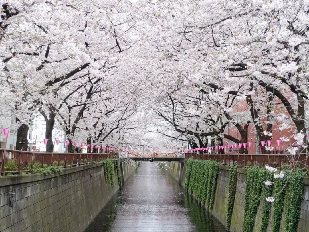 要想拍到櫻花與東京塔的日劇經典場面,首選則是位於都內港區的芝公園