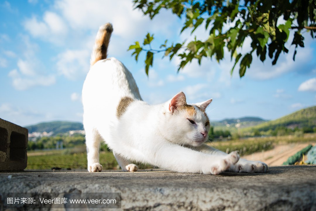 猫式运动图片