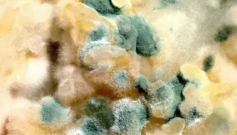 田间霉菌是指青霉菌属,麦角菌属和镰孢菌属(梭霉菌属),此类霉菌属野外