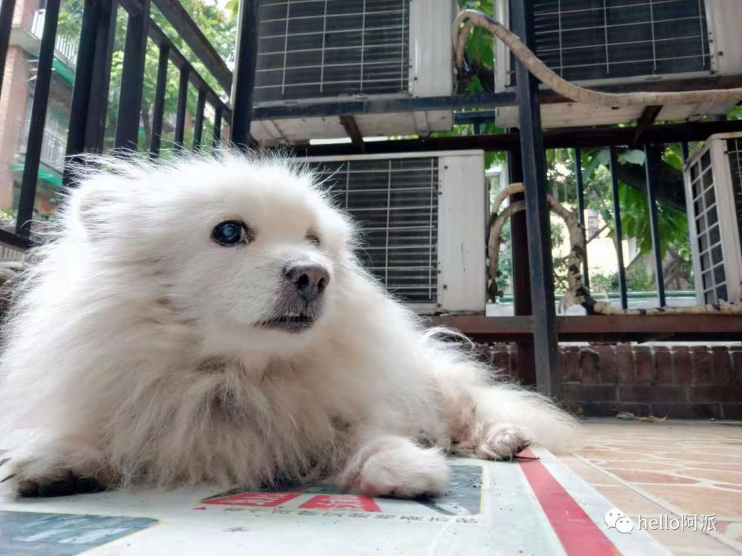 老年博美犬临死前图片